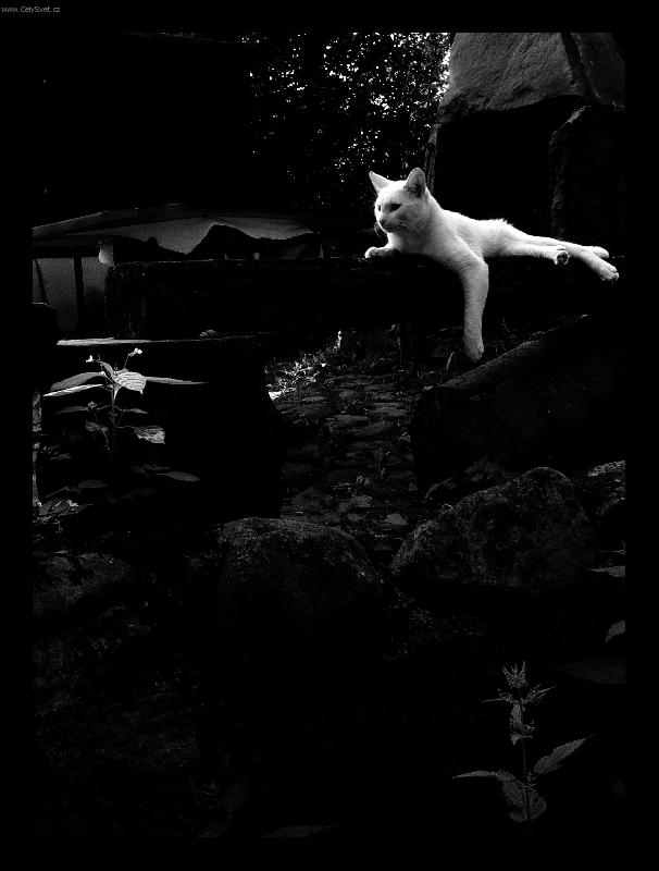 Foto: podvečerní siesta