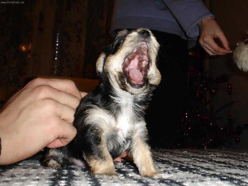 Foto: Megi-ze mně bude velký spáč