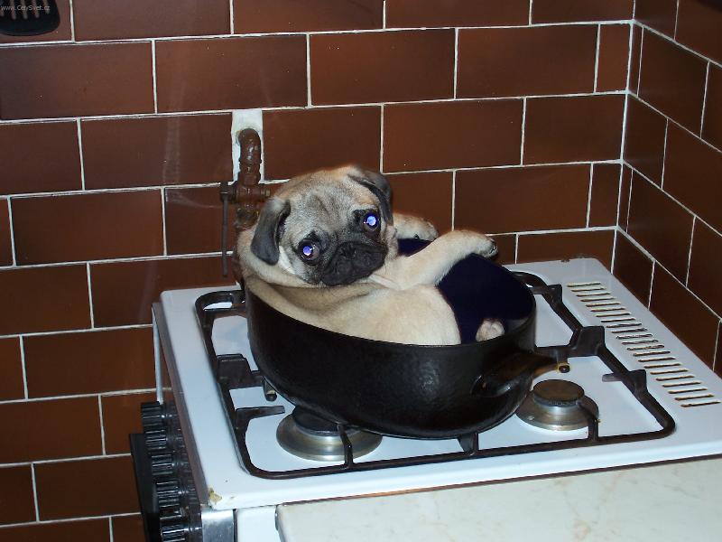 Foto: Reklama na Bobika :-)-Ceasar a jeho pekáč :-)