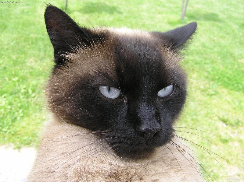 Foto: Mat�sek-Kouk�m, kouk�m ...