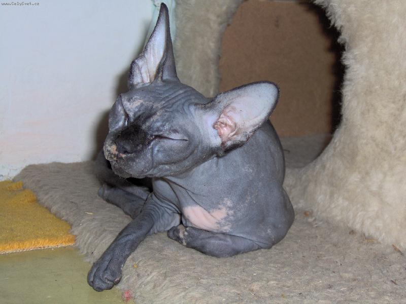 Foto: kanadský sphynx-Ekiška pohodář-to je držrička!