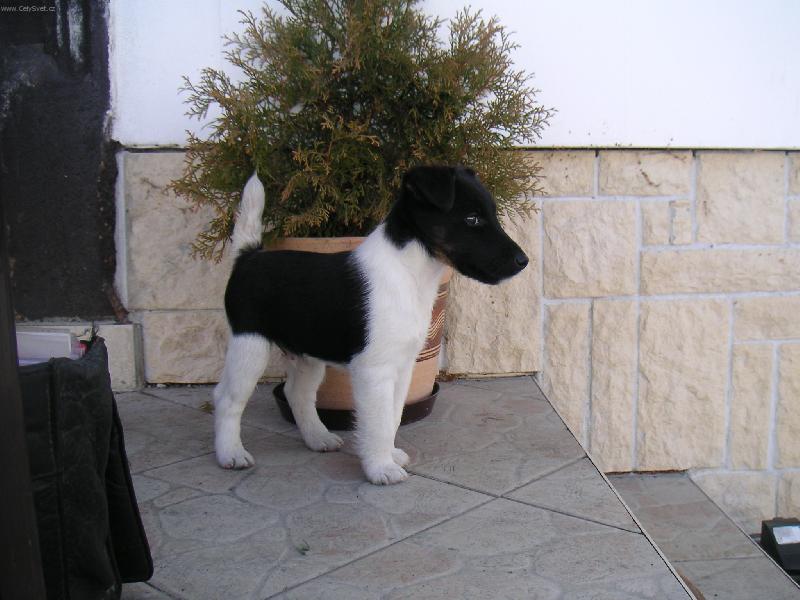 Foto: Nejsem plyšák!-FXH CARO Z KRAVÍ HLAVY-stáří 4měsíce