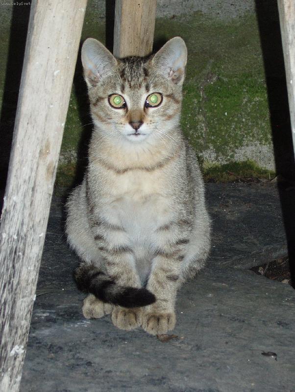 Foto: co chceš?-Čičinka