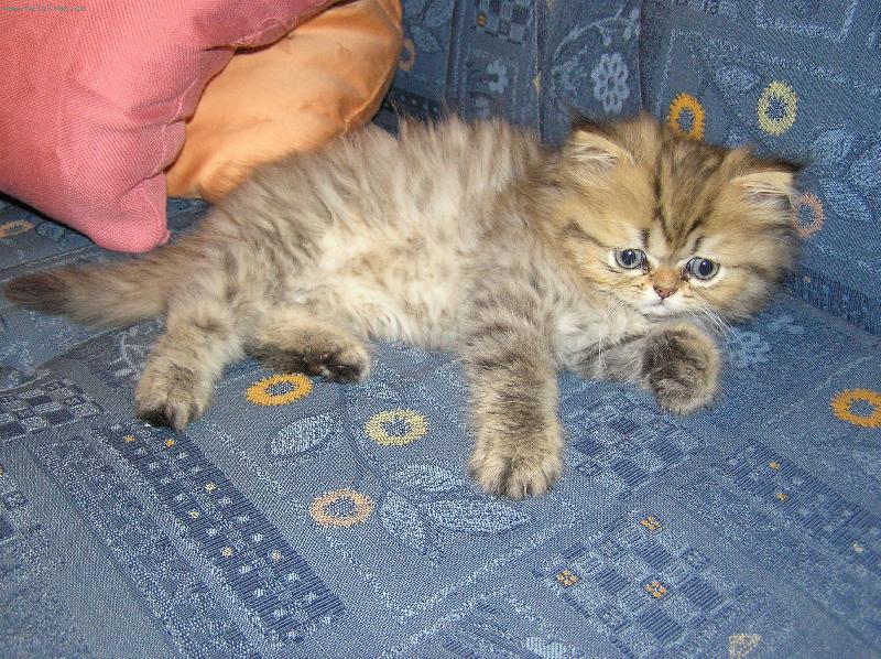 Foto: Můj nový mazlík