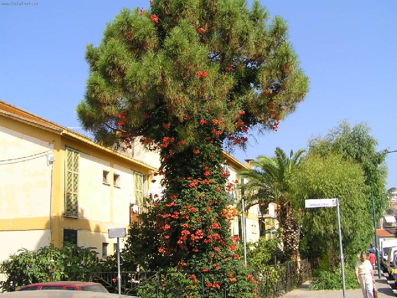 Foto: Pínie a trubač-krásný soulad...