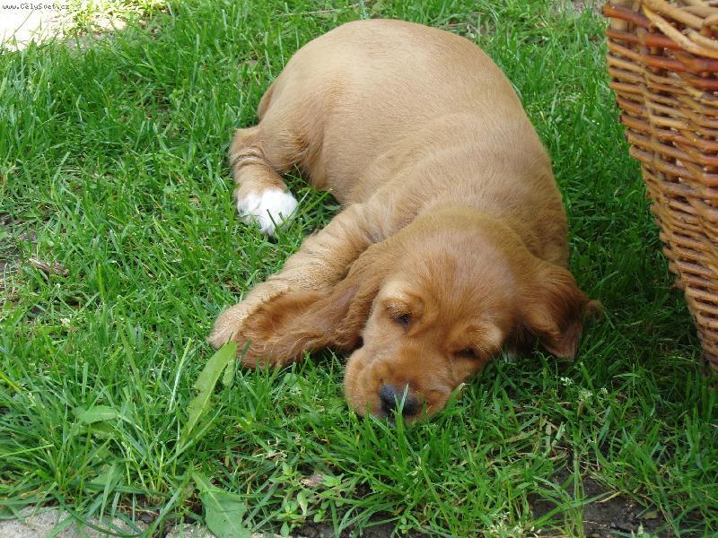 Foto: spánek před odpočinkem