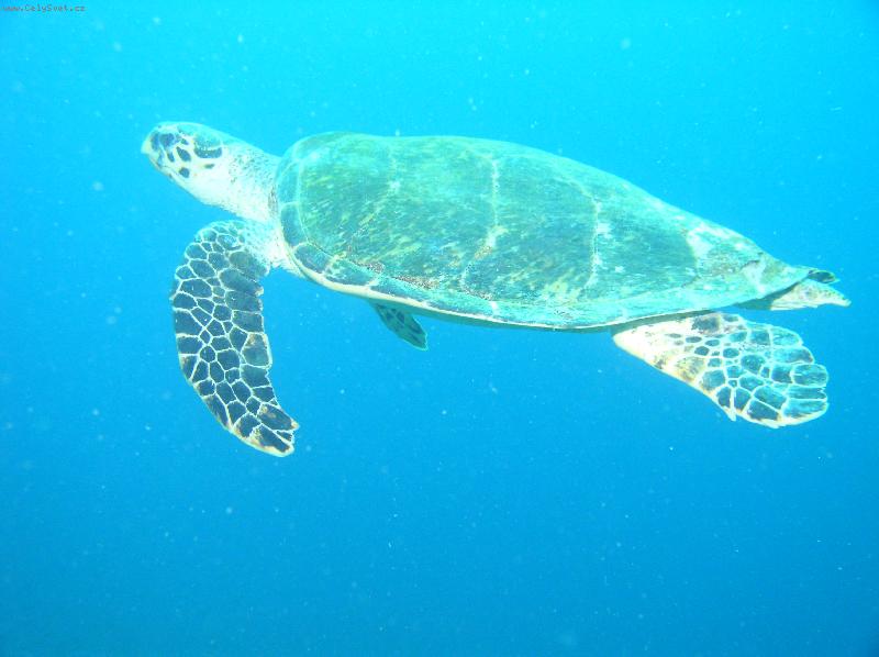 Foto: 32m pod hladinou a želva