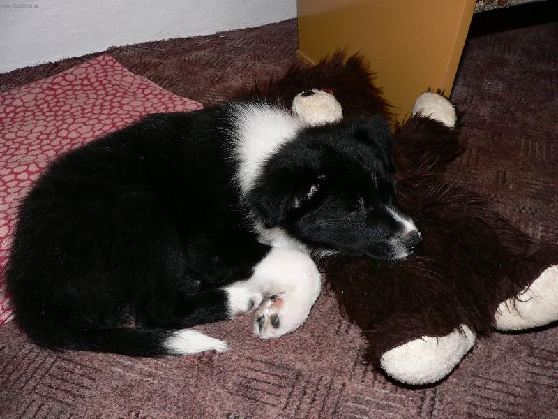 Foto: Jackey-Spící plyšáček