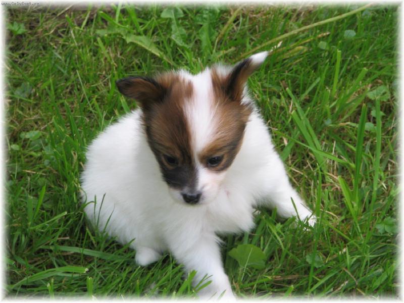 Foto: mám 6týdnů:-)-Estel Porubský květ