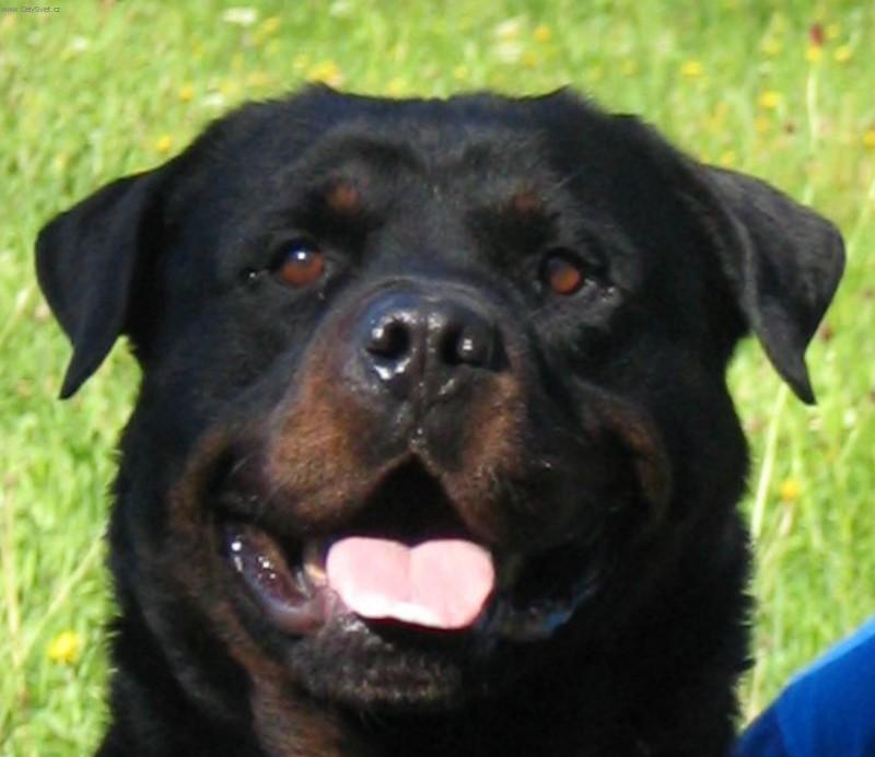 Foto: Ch.CLIF Černý Sagittarius