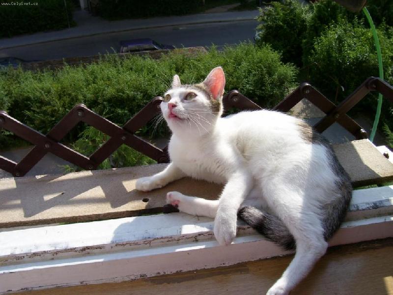 Foto: na ��han�-To bude dobrota