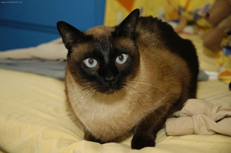 Foto: Látal-Tady je náš tygr zrovna nějaký načučený