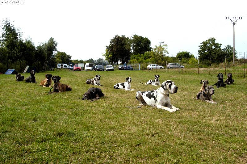Foto: LVT Josefov-I dogy umí poslouchat