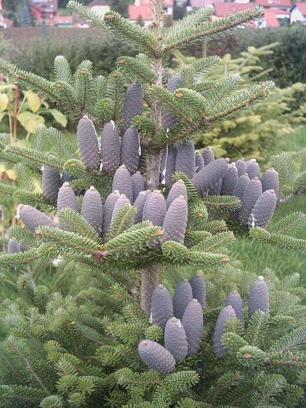 Foto: panělská jedle