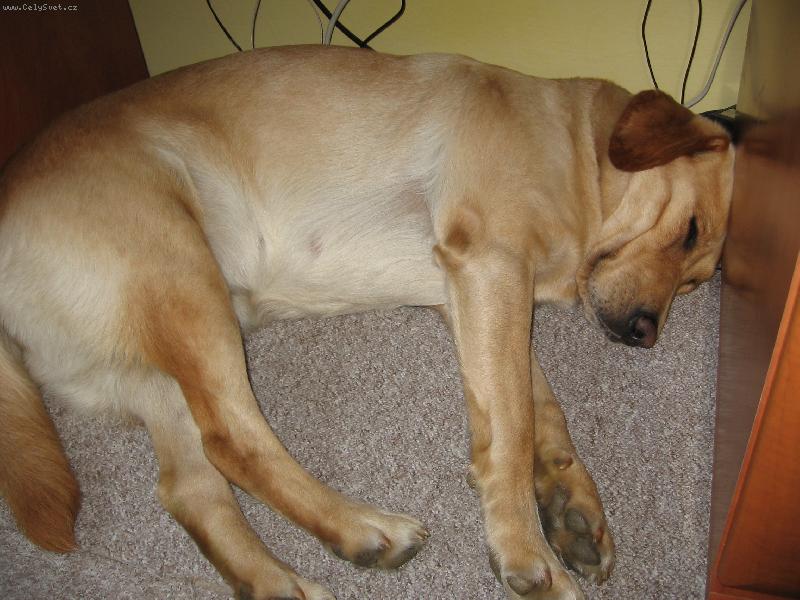 Foto: Tracy pod stolem-... sakriš ... ta bouda je mi nějaká malá ... ale to neva ...