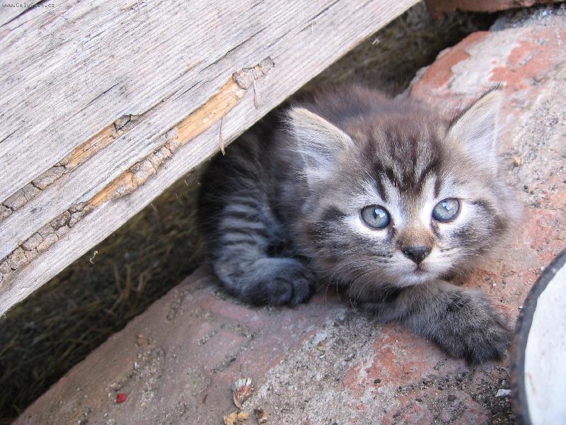 Foto: Leela-... ani o krok blíž ... nebo uteču ...