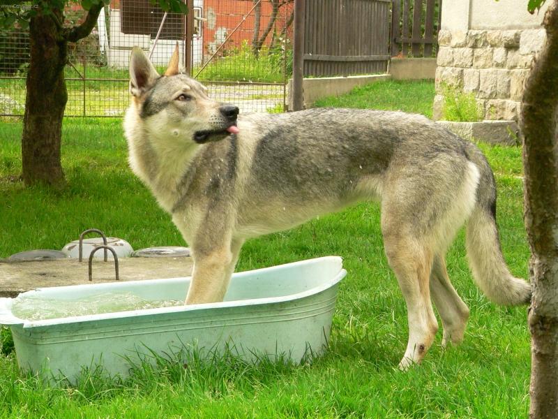 Foto: Hagulka ve vaně