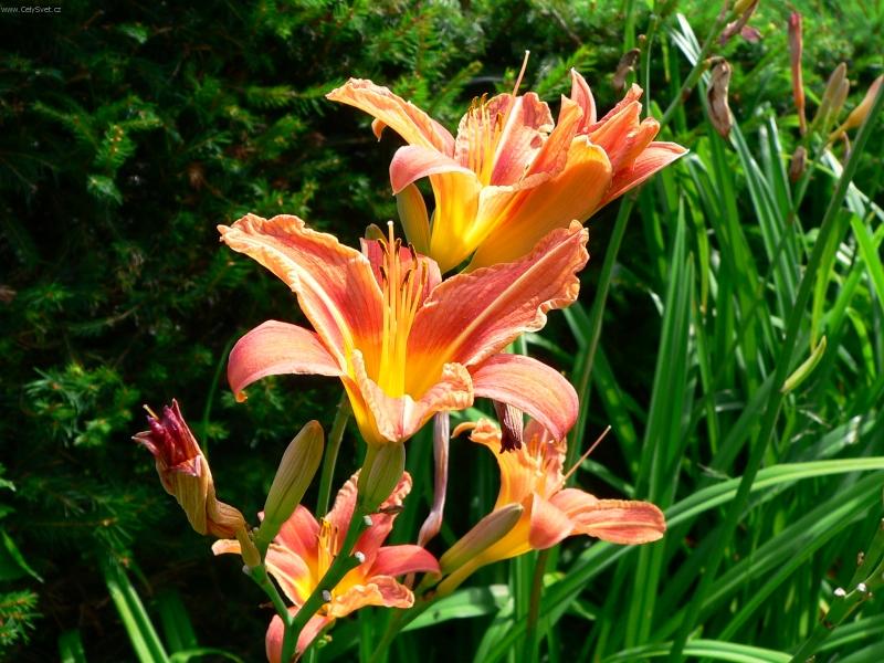 Foto: Krása přírody