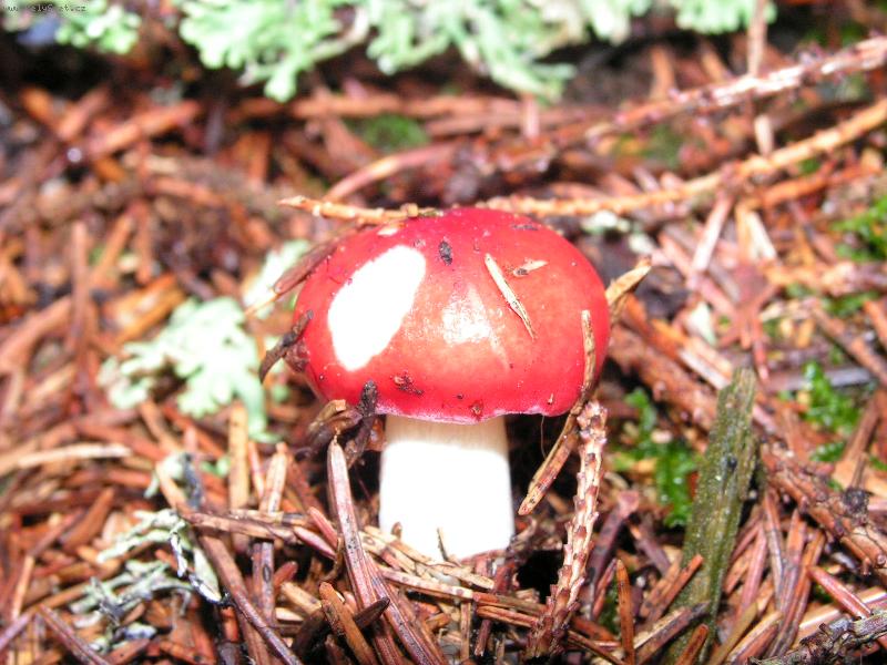 Foto: priroda-krasna jedovata