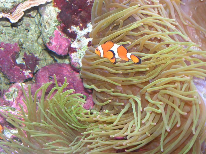 Foto: priroda-hleda se nemo