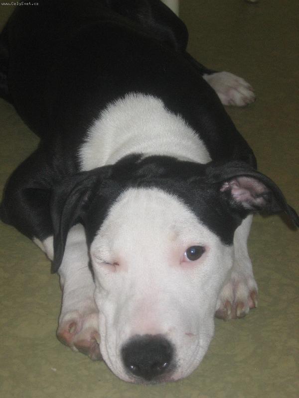 Foto: Naše slečna-Toto je naše štěňátko, je to takové naše zlato.