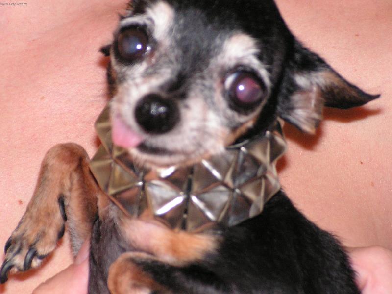 Foto: Jája-zabiják