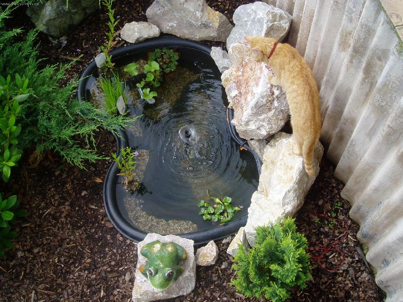 Foto: ty rybičky stejně vylovím