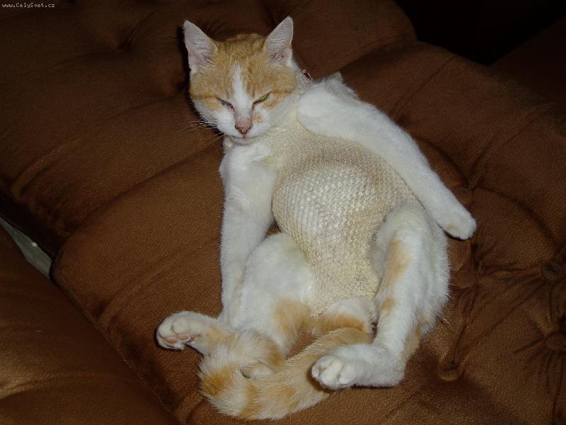 Foto: jsem stará,bezzubá,jednooká a raněná,ale přesto mě mají rádi