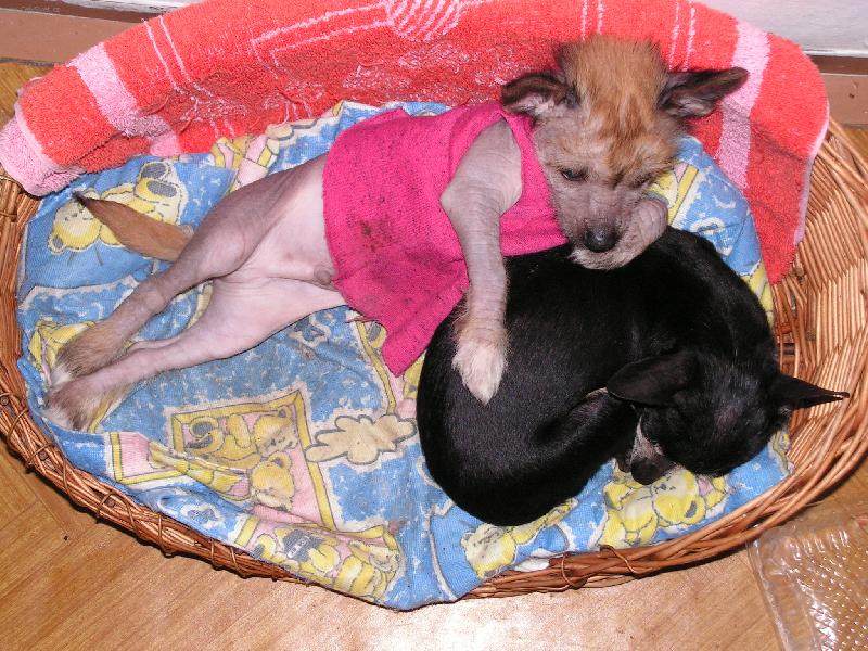 Foto: Janek-ležící baletˇák