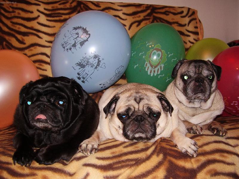 Foto: Odletíme všichni...-Mopsí rodinka