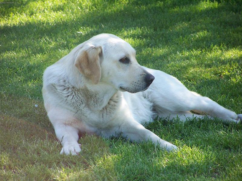Foto: Verona-Stále ve střehu