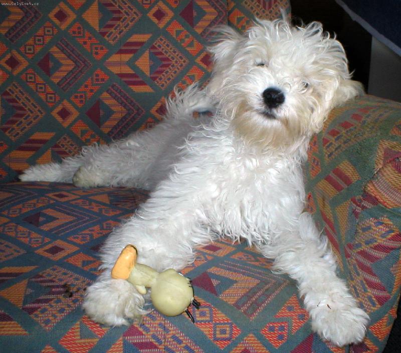 Foto: Hra-Idefix si hraje s kuřátkem