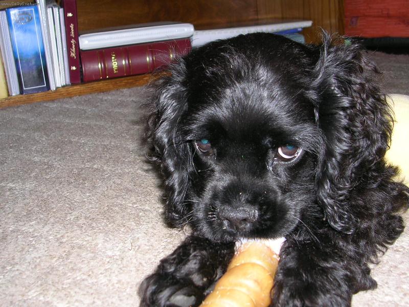 Foto: Jimi-Jimi kouše hračku