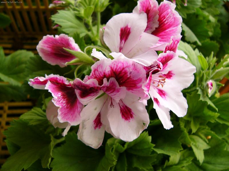 Foto: anglický muškát-kytička z léta