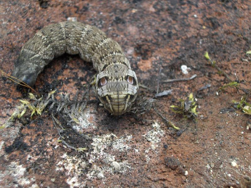 Foto: Housenka z jiného světa