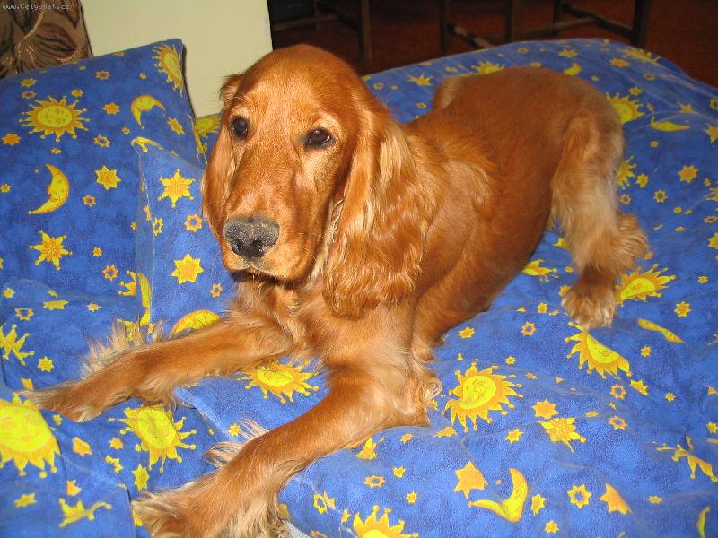 Foto: Kokřík-To mám ale postýlku :-)