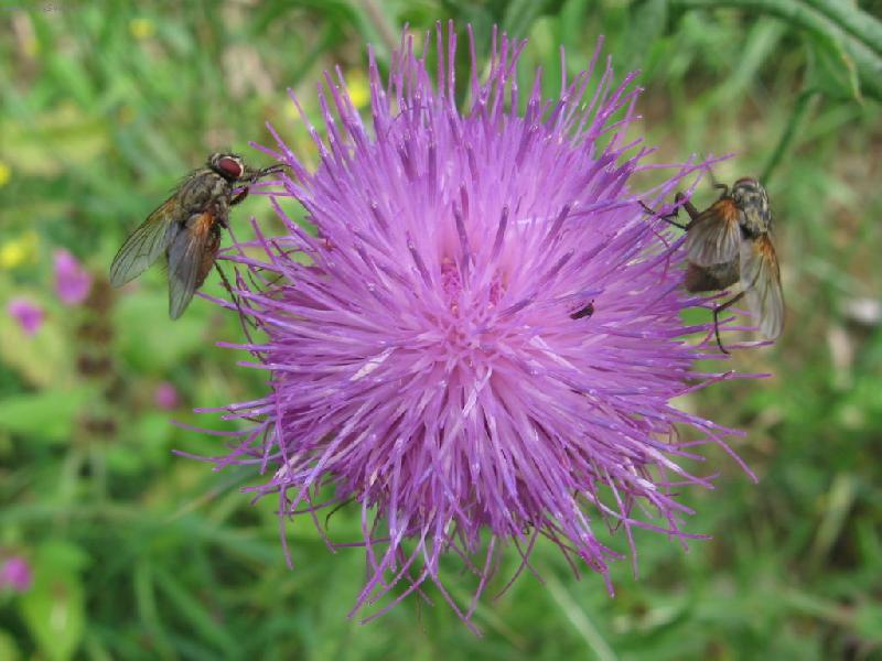 Foto: Bodlák a mouchy-Mouch si užívají na bodláku