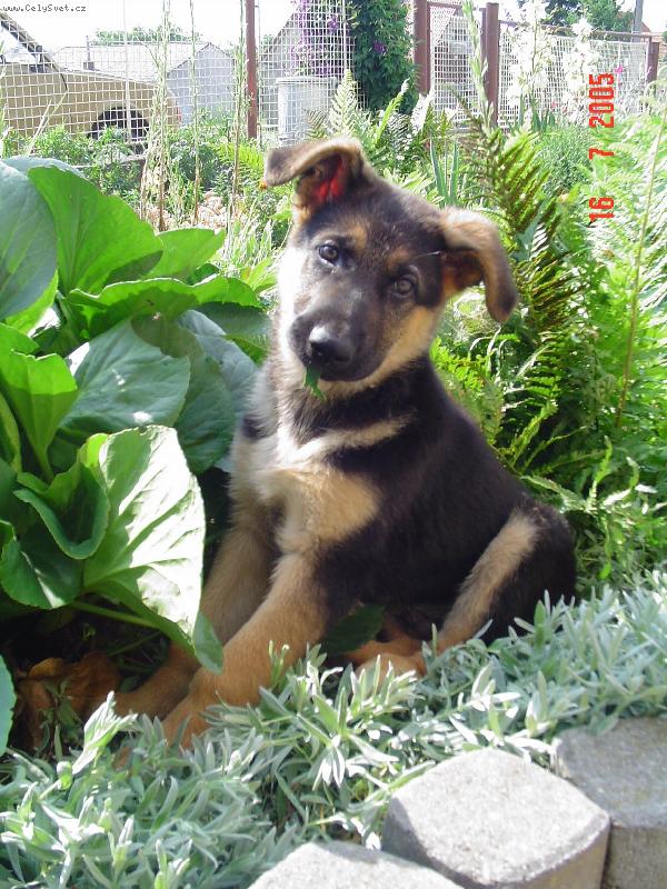 Foto: Raubíř Max-naše štěně při hrátkách na babiččině skalce