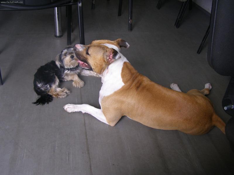 Foto: Cassie a Megi-nerozlučné kamarádky