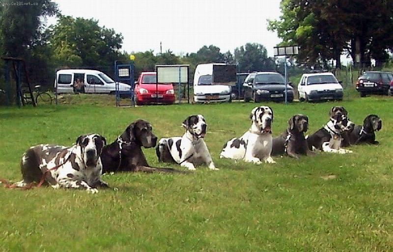 Foto: Černá-skvrnitá-LVT Josefov 2006