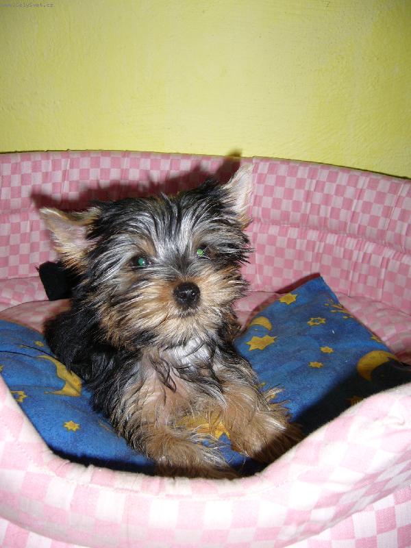 Foto: Ennynka-Tak to si lebedím v pelíšku heč !!