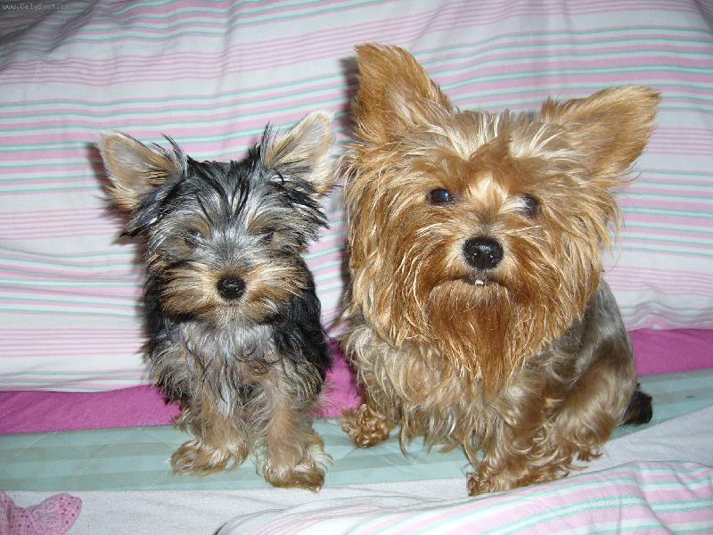 Foto: Ennynka a Peggynka-Holkýýýýý :-)