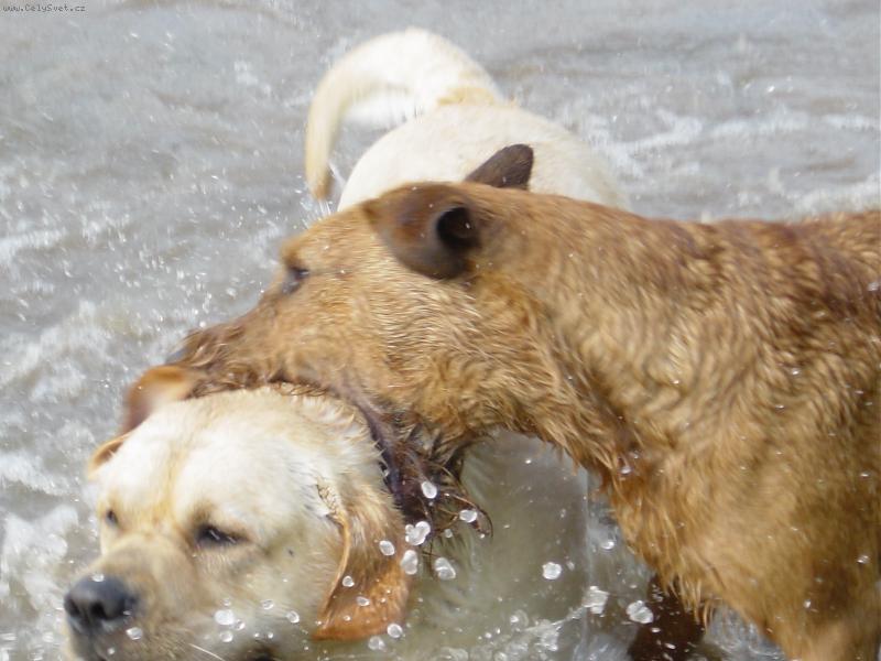 Foto: Jakže to ti hadi dělají???-Jakže to ti hadi dělají???