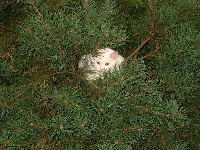 Foto: Tam jsem v bezpe��...