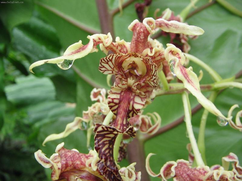 Foto: orchidej z fm