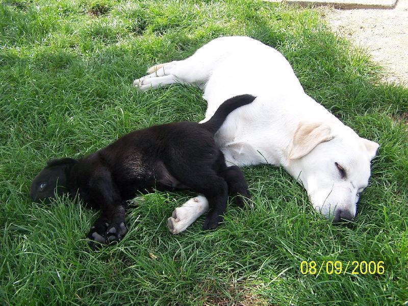 Foto: Fík s Brendou-starší sourozenci jsou někdy užiteční (např. jako polštář)