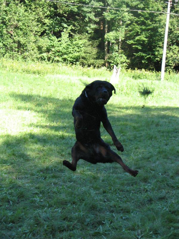 Foto: .. důkaz, že i psi umějí létat....-..leč technika se musí