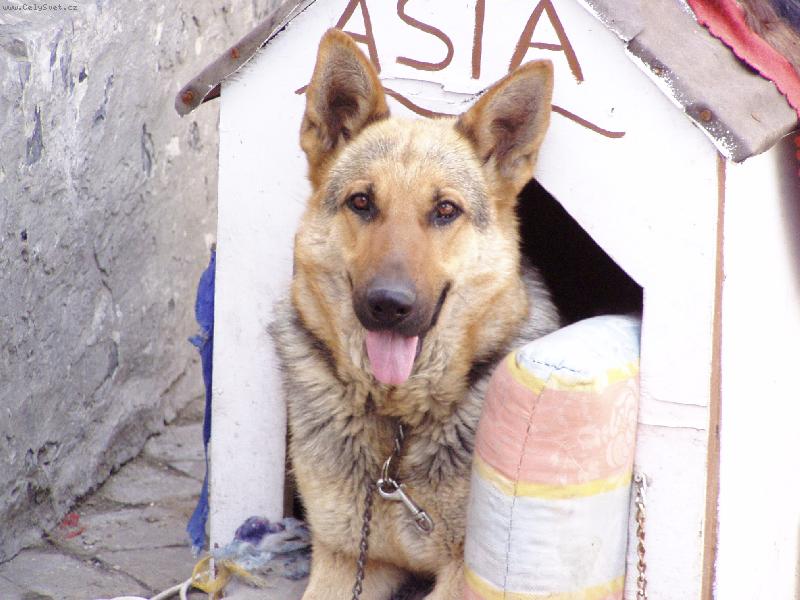Foto: Náš pes obranář ;o)