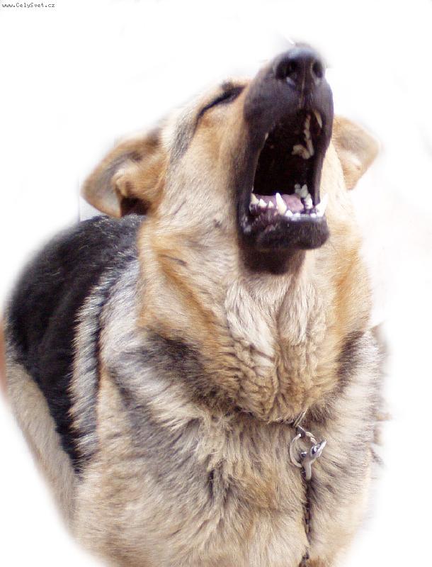 Foto: Takhle hlídám páníčky;o)