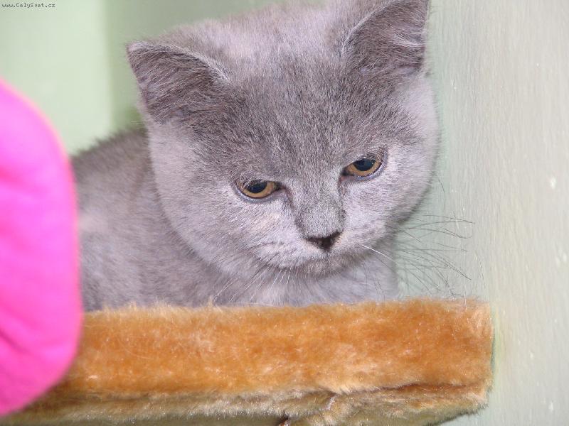 Foto: Tiramisu-V novém domově:-)